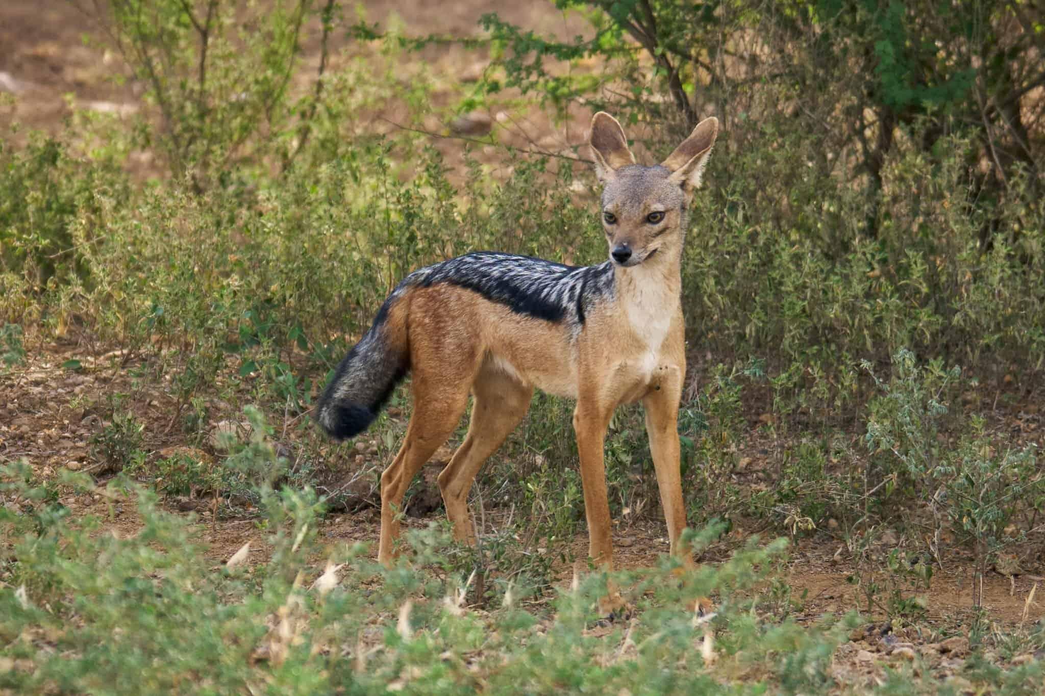 Ethiopian Wildlife Odyssey