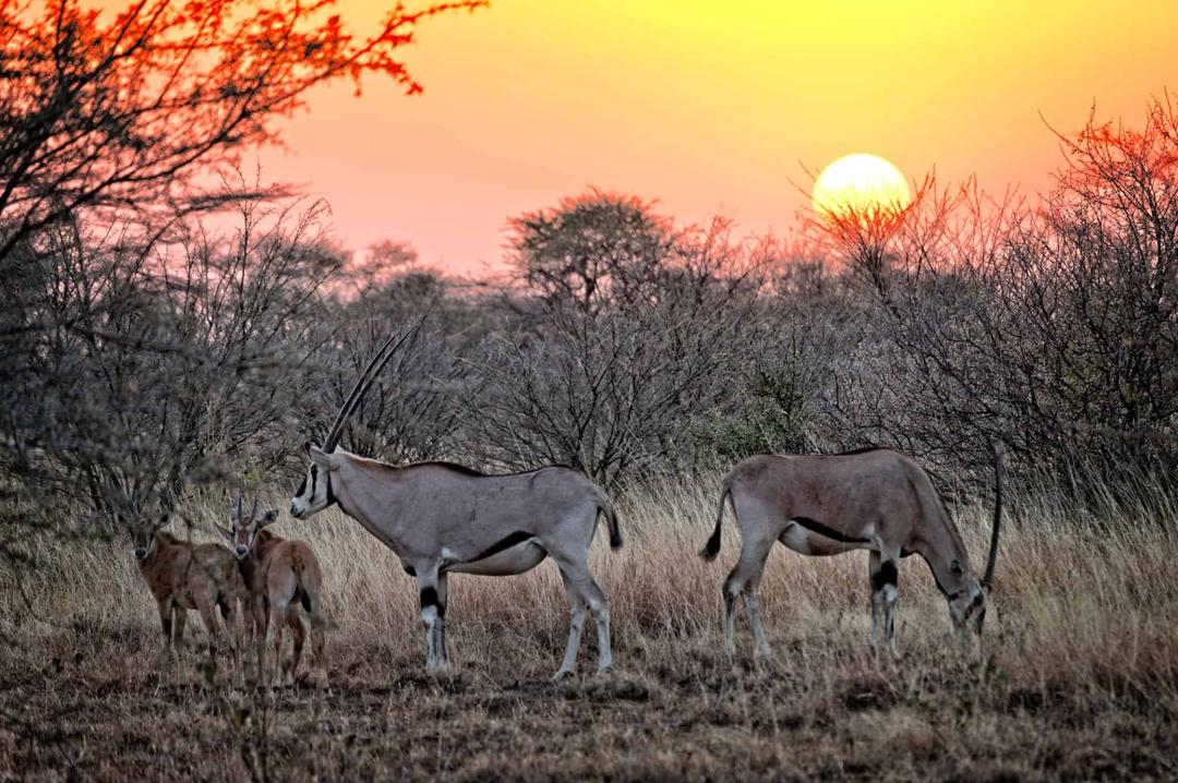 DAY 2: EXPLORE AWASH NATIONAL PARK