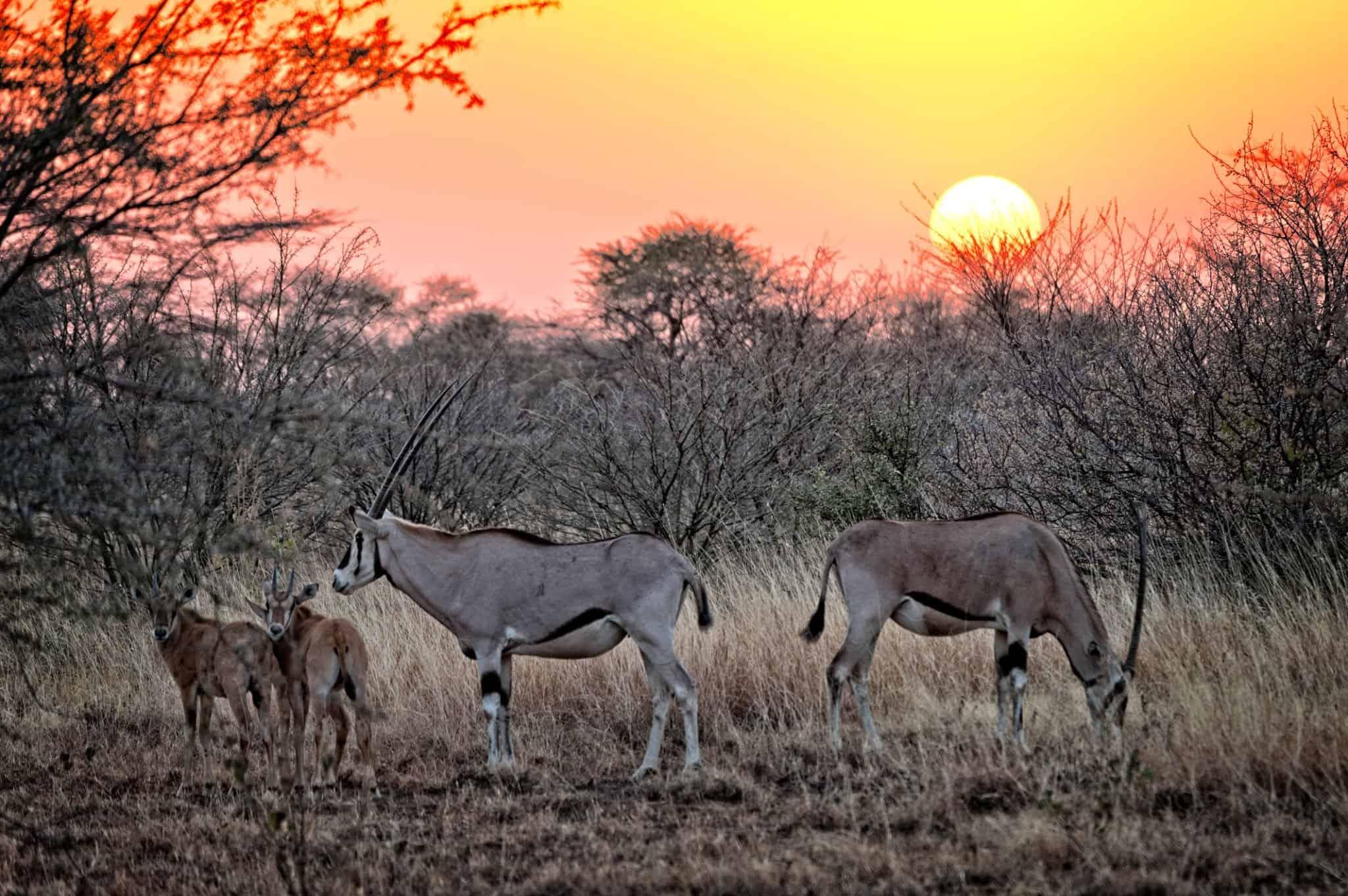 Awash National Park & Alledeghi Plains