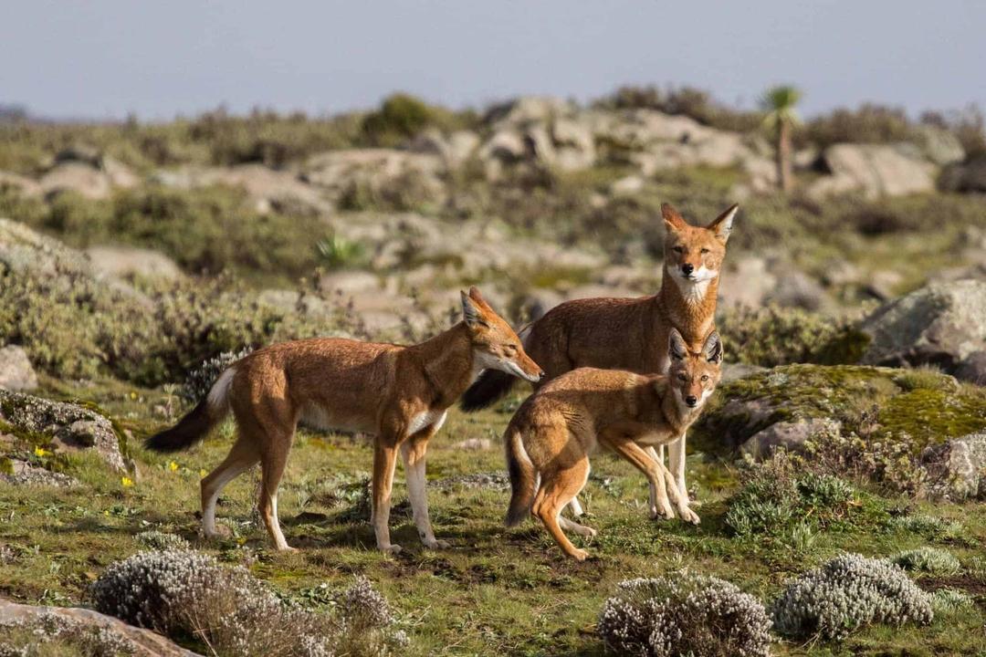 DAY 8: DRIVE TO BALE MOUNTAINS