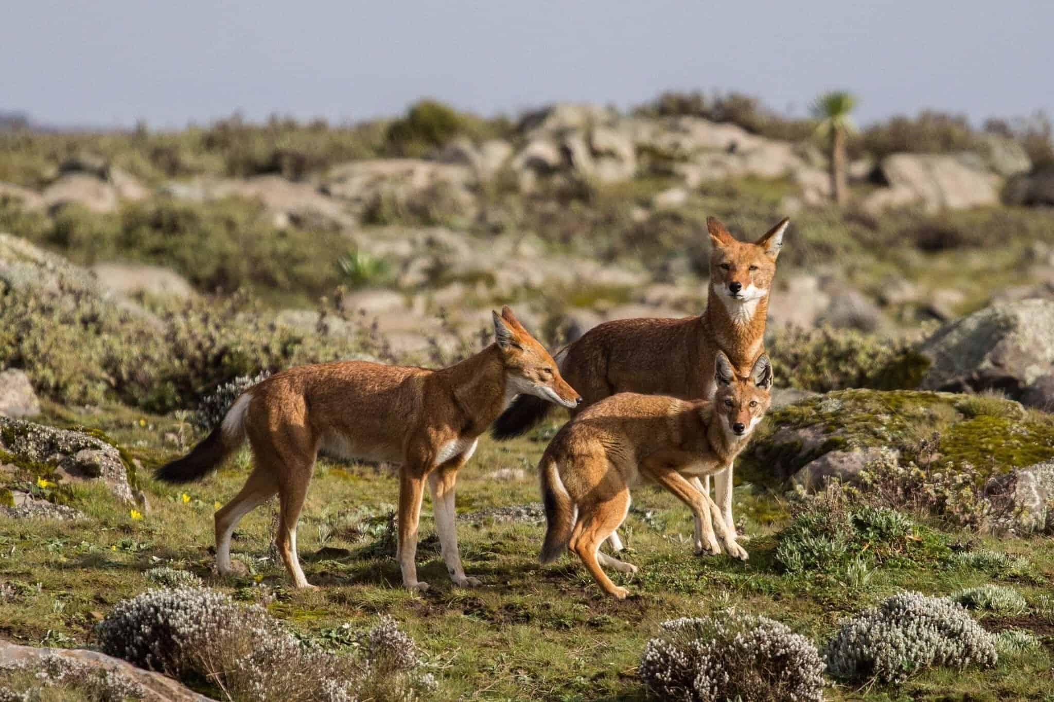 Bale Mountains National Park