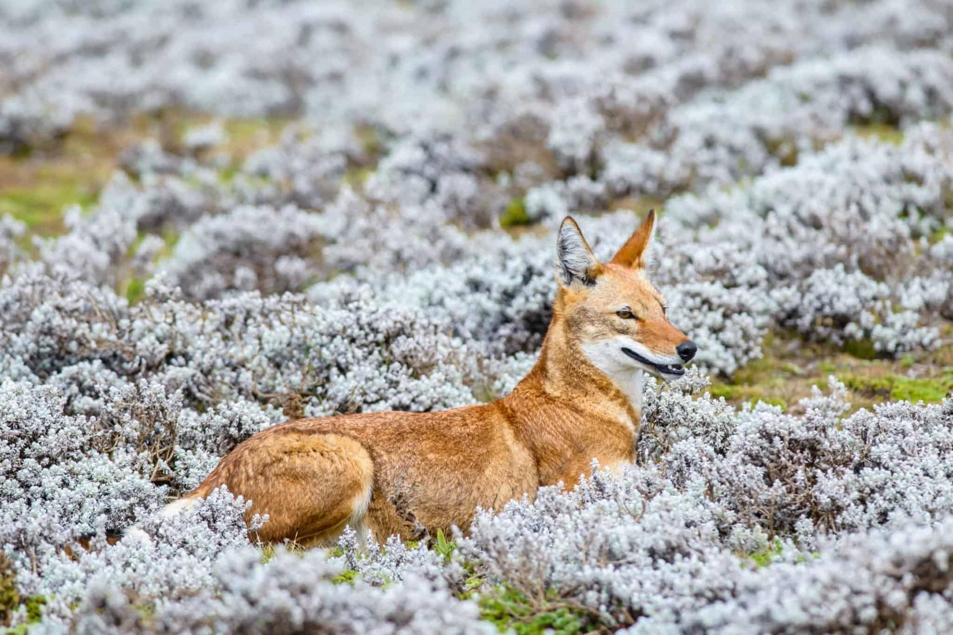 Bale Mountains Trekking	