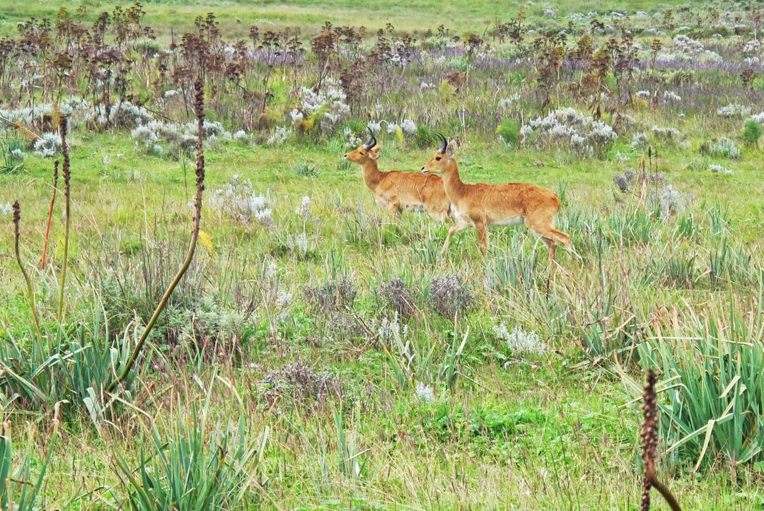 DAY 3: CHEBERA CHURCHURA NATIONAL PARK