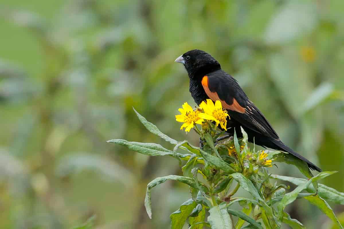 Ethiopia's Avian Wonders