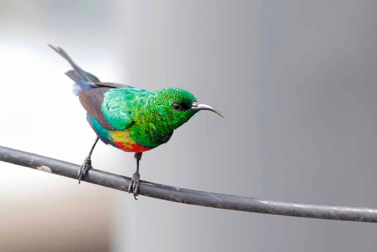 Birdwatching Tours in Ethiopia