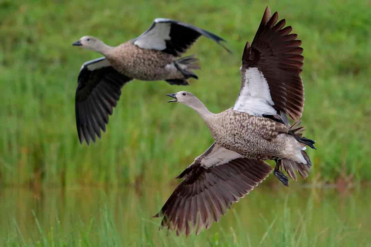 Exploring Ethiopia's Avian Splendor