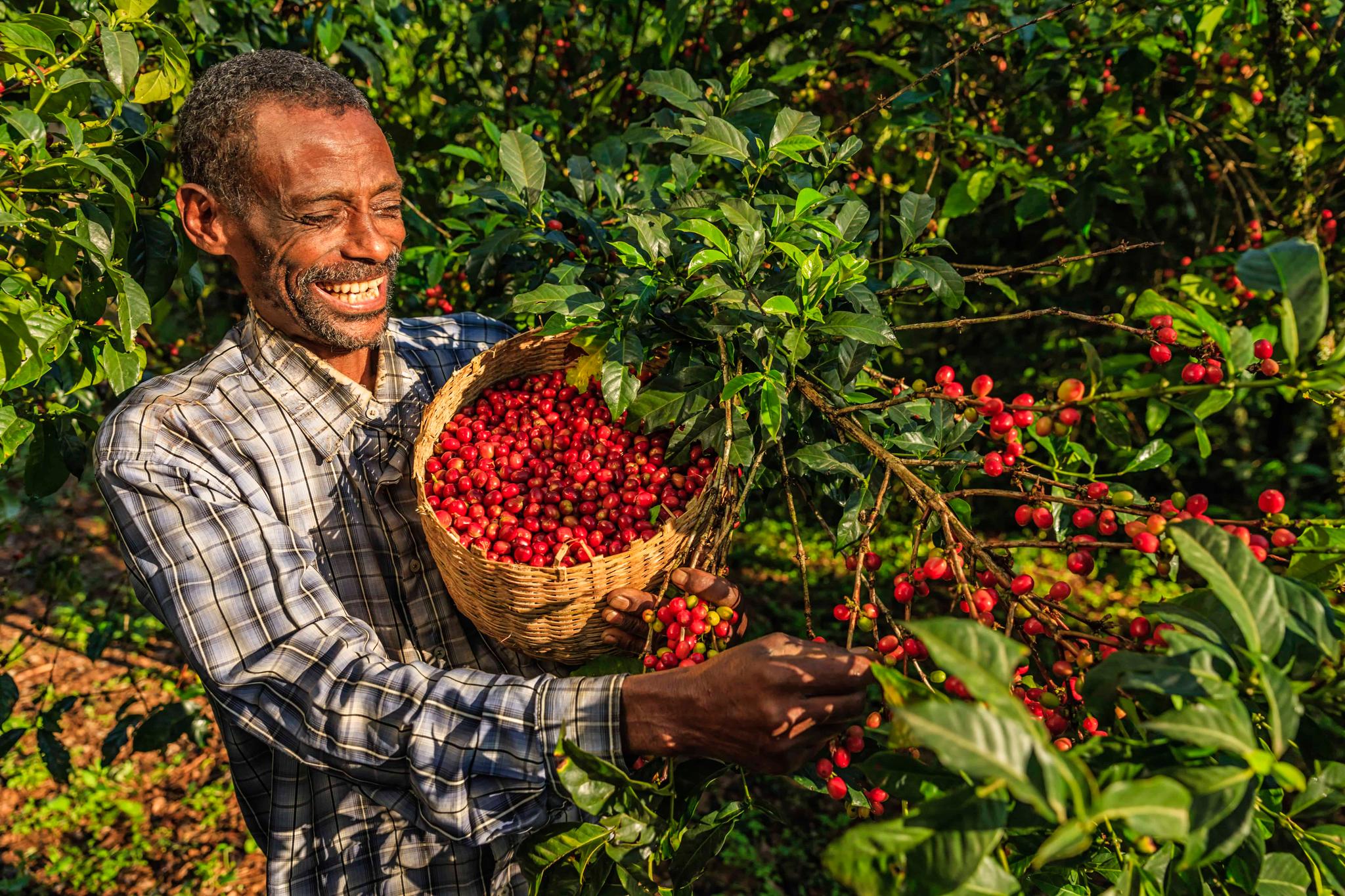 Ethiopian Coffee Odyssey