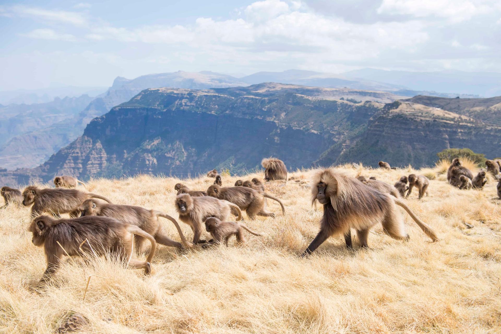 Simien Mountains Trekking (North)