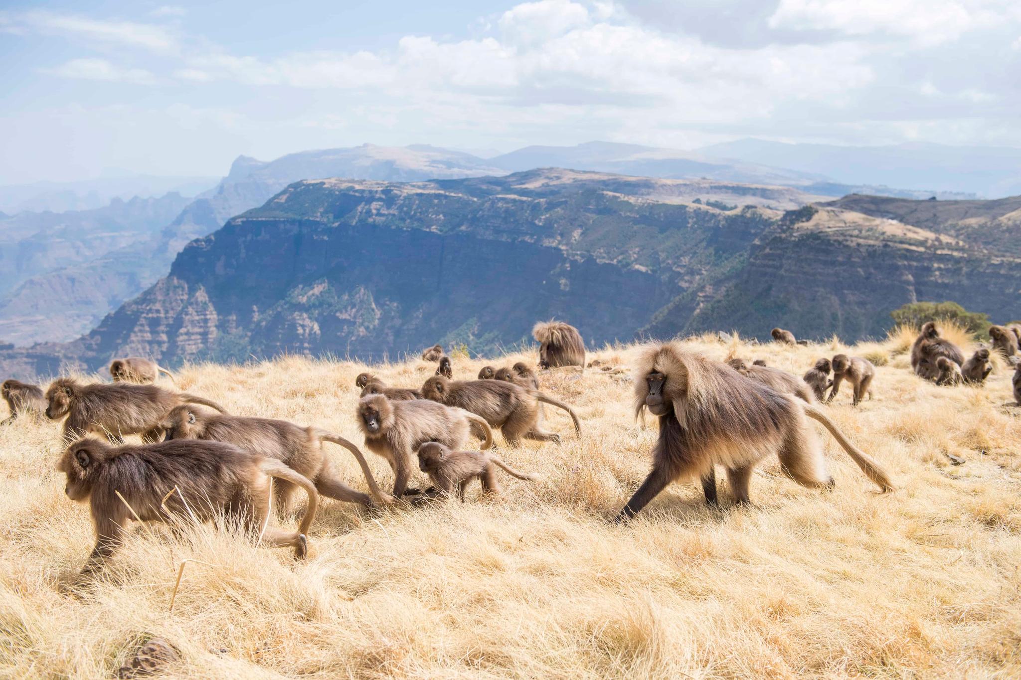 Simien Mountains