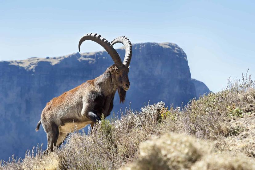 Simien Mountains