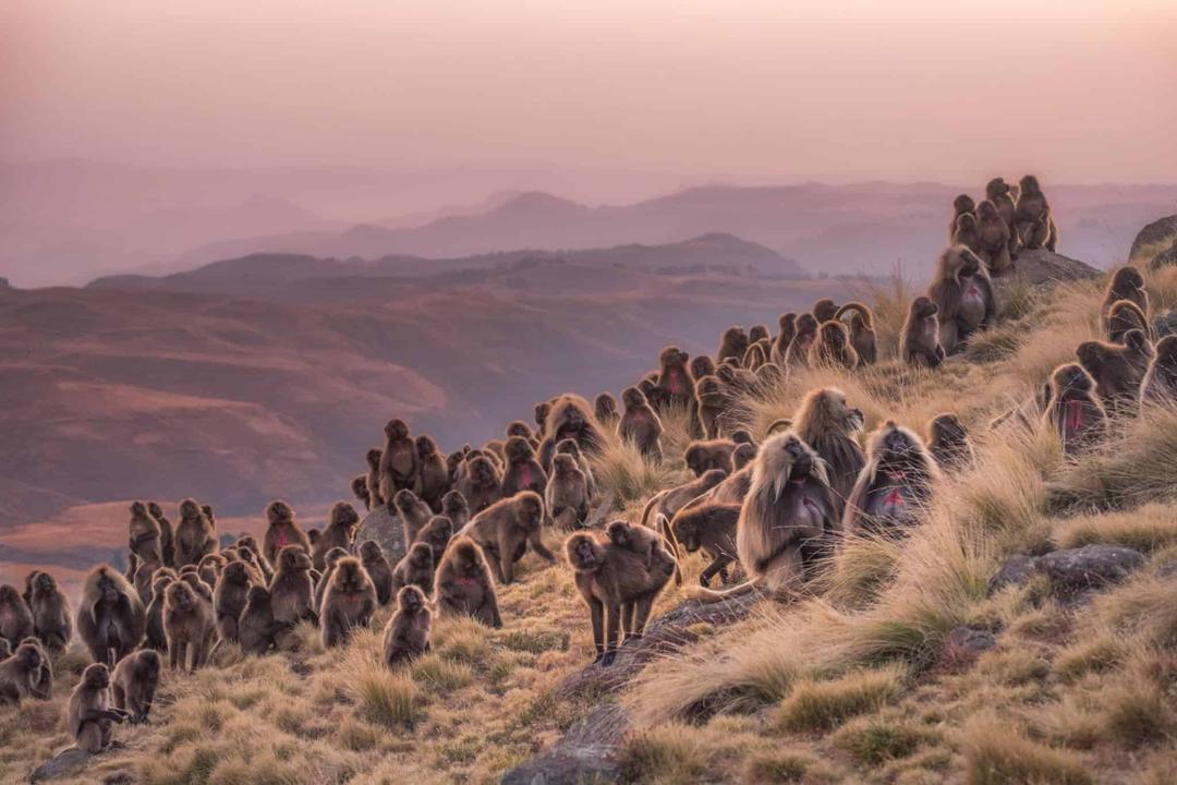 DAY 2: FLY TO GONDER, & DRIVE TO SIMIEN MOUNTAIN NATIONAL PARK