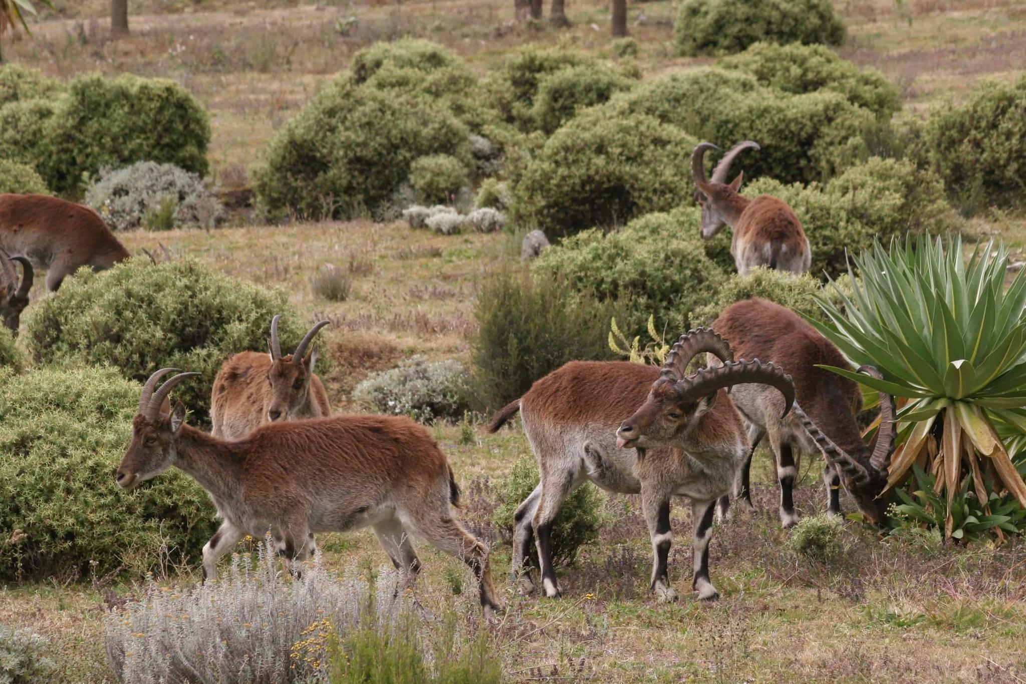 Wildlife Tours in Ethiopia