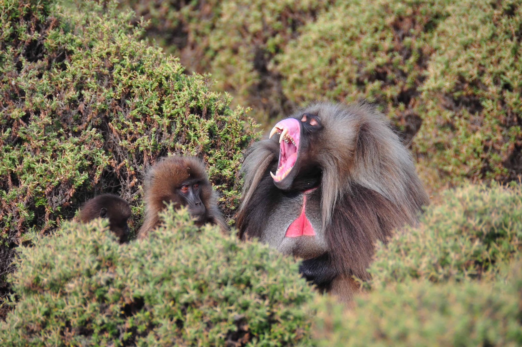 Ethiopian Wildlife Odyssey